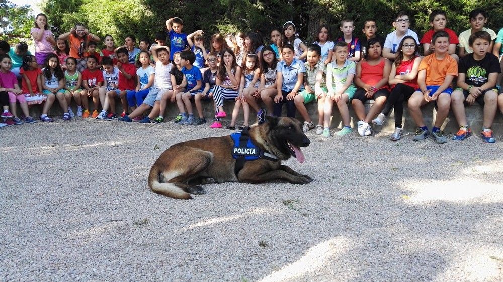 Lobo, el perro policía de Elda - Alicante