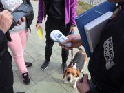 La Policía Local intensifica el control de mascotas en las calles de Petrer