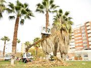 El Ayuntamiento de Elda poda las palmeras de la plaza del Ejército Español y el colegio Santo Negro a petición popular
