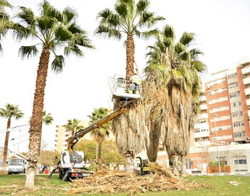 El Ayuntamiento de Elda poda las palmeras de la plaza del Ejército Español y el colegio Santo Negro a petición popular