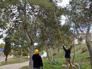 El Ayuntamiento refuerza el tratamiento contra la procesionaria de los pinos en Elda