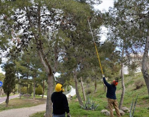 El Ayuntamiento refuerza el tratamiento contra la procesionaria de los pinos en Elda