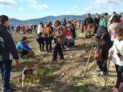 Medio Ambiente distribuirá pinos a todo aquel que quiera plantarlos y cuidarlos Día del árbol Elda 2017