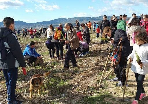 Medio Ambiente distribuirá pinos a todo aquel que quiera plantarlos y cuidarlos Día del árbol Elda 2017