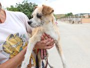 Policía Local y Bomberos rescatan a un perro atrapado en un pozo de 4 metros