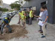 Mantenimiento comienza la repoblación de árboles de la ciudad