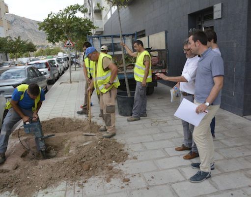 Mantenimiento comienza la repoblación de árboles de la ciudad
