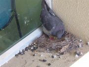 La Mancomunidad saca a concurso el control de plagas, la legionelosis y las palomas de manera conjunta para Elda, Petrer, Monóvar y Sax