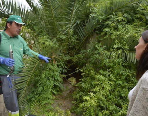 Sanidad y Mantenimiento inician un plan de choque para acabar con la presencia de roedores en la zona de Huerta Nueva