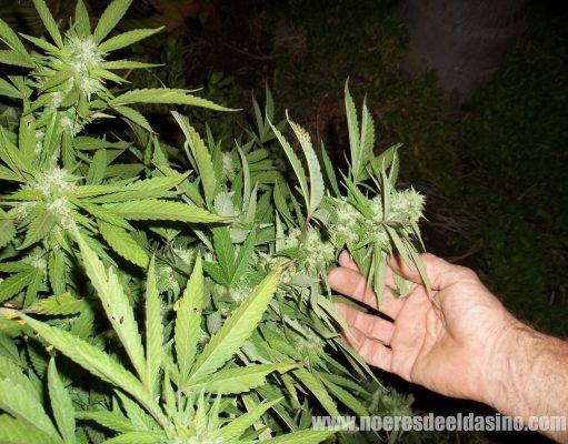 La Policía Local de Elda se incauta de 18 plantas de marihuana