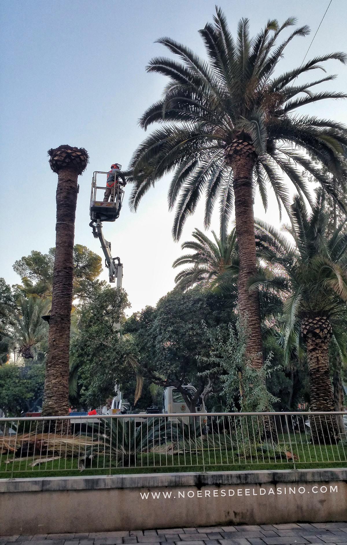 Poda y comprobación de picudo en Plaza Castelar