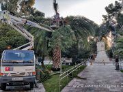 Se sigue luchando contra la plaga del picudo en Elda Poda y comprobación de picudo en Plaza Castelar