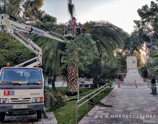 Se sigue luchando contra la plaga del picudo en Elda Poda y comprobación de picudo en Plaza Castelar