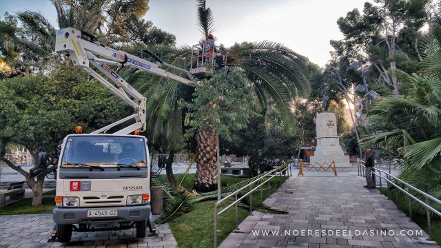 Poda y comprobación de picudo en Plaza Castelar