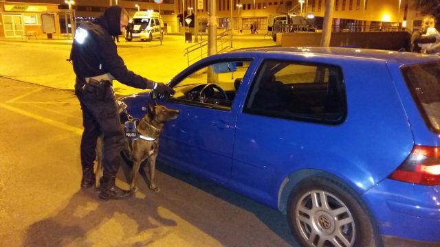 Lobo perro policía Elda