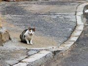 Dos proyectos se disputan el programa CES