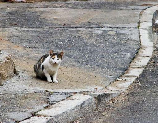 Dos proyectos se disputan el programa CES