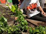 CP Pintor Sorolla Elda – Nuestros proyectos TEI y ECOESCUELA unidos por el HUERTO ESCOLAR