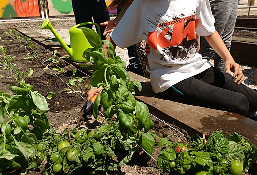 CP Pintor Sorolla Elda – Nuestros proyectos TEI y ECOESCUELA unidos por el HUERTO ESCOLAR