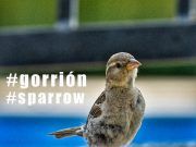 Alerta por la disminución de gorriones en nuestras ciudades #DíaDelGorrión #WorldSparrowDay #sparrowday Gorrión común