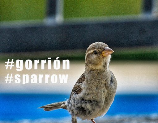 Alerta por la disminución de gorriones en nuestras ciudades #DíaDelGorrión #WorldSparrowDay #sparrowday Gorrión común
