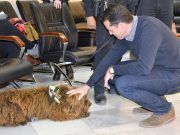 Distinción para el Ayuntamiento de Elda por la retirada del perro Suso, de la Unidad Canina de la Policía Local, tras el fallecimiento prematuro de su agente guía DISTINCIÓN UNIJEPOL A AYUNTAMIENTO DE ELDA