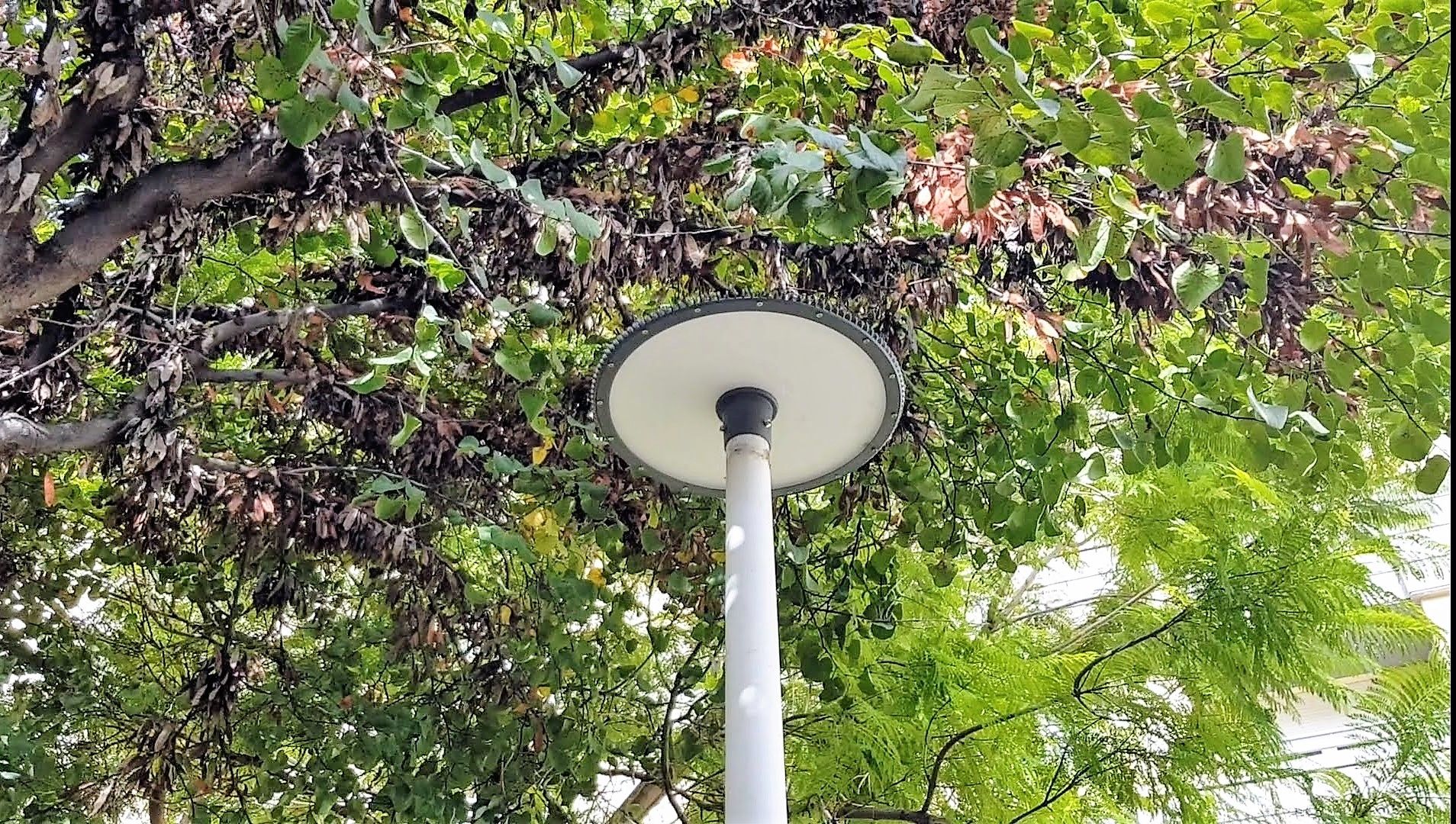 La nueva iluminación LED del parque Hidalgo Caballero en Elda