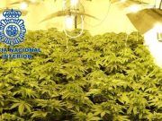 Más de 400 plantas de marihuana intervenidas por la Policía Nacional en Elda, dentro de una vivienda okupada Plantas de marihuana incautadas en vivienda de Elda. / Policía Nacional
