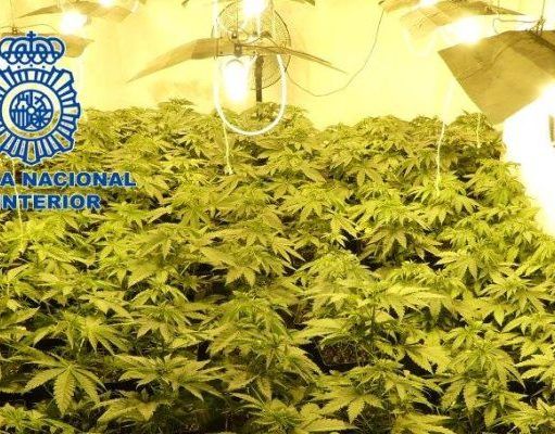 Más de 400 plantas de marihuana intervenidas por la Policía Nacional en Elda, dentro de una vivienda okupada Plantas de marihuana incautadas en vivienda de Elda. / Policía Nacional