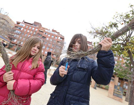 La concejalía de Medio Ambiente de Petrer, hace recomendaciones para la recolección de esparto para las fallas de la noche de Reyes Fallas Petrer - Esparto