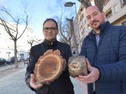 El Ayuntamiento de Petrer sustituye varios árboles de la avda. Felipe V tras detectarse varios olmos enfermos El Ayuntamiento de Petrer sustituye varios árboles de la avda. Felipe V