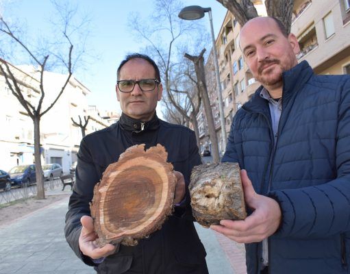 El Ayuntamiento de Petrer sustituye varios árboles de la avda. Felipe V tras detectarse varios olmos enfermos El Ayuntamiento de Petrer sustituye varios árboles de la avda. Felipe V