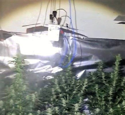 La Policía Local de Elda desmantela un invernadero con 200 plantas de marihuana en un cuarto piso Plantación marihuana Elda