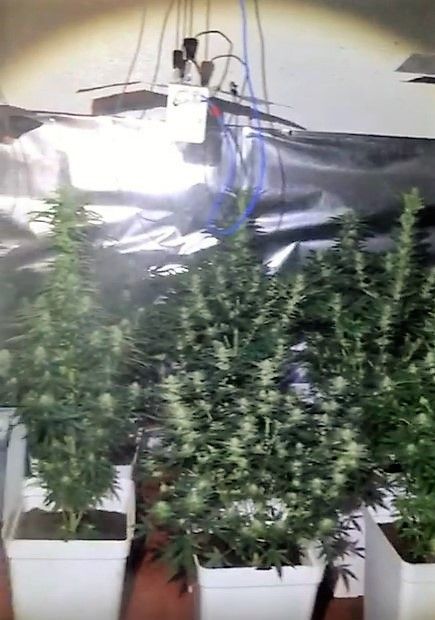 Plantación marihuana Elda