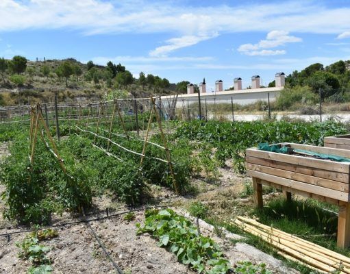 46 vecinos optan a los 16 huertos ecológicos de Petrer Huertos ecológicos Petrer