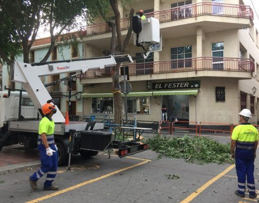 El Ayuntamiento de Petrer, decide llevar a cabo una poda severa de los olmos de la plaça de Baix, para garantizar la seguridad Poda severa en la Plaça de Baix, Petrer