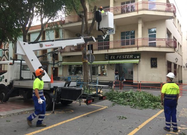 Poda severa en la Plaça de Baix, Petrer