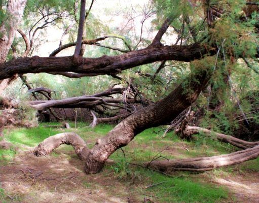 Encuesta de valoración paisajística del Pantano de Elda – Los Ayuntamientos de Elda y de Petrer inician un estudio para su declaración como Paraje Natural Municipal Pantano de Elda