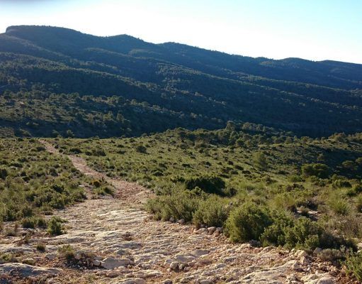 Siete horas perdidos en la zona de l’Avaiol detrás de un palomo, la Policía Local de Petrer localiza a un colombicultor de Villena y a su pareja l’Avaiol