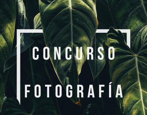 Cientos de plantones en los centros educativos para que los alumnos y las alumnas celebren el Día del Árbol Concurso de fotografía botánica en Instagram en el día del árbol 2021 en Elda