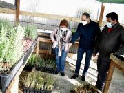 Petrer repartirá en el día del Árbol plantones para que cada vecino los plante de manera individual Plantones para el día del Árbol en Petrer 2021