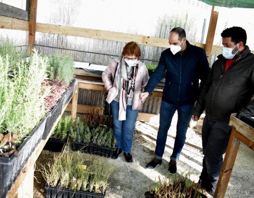 Petrer repartirá en el día del Árbol plantones para que cada vecino los plante de manera individual Plantones para el día del Árbol en Petrer 2021