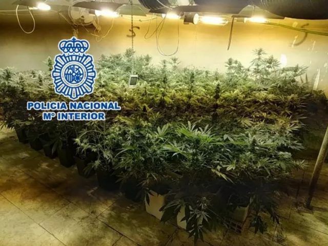 Plantación marihuana Elda - Policía Nacional