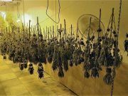 Desmantelado un secadero de plantas de marihuana por la Policía Local de Elda instalado en el interior de una planta baja del barrio Fraternidad Secadero marihuana Elda