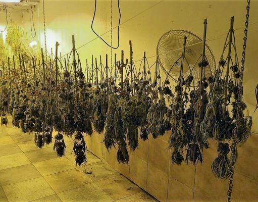 Desmantelado un secadero de plantas de marihuana por la Policía Local de Elda instalado en el interior de una planta baja del barrio Fraternidad Secadero marihuana Elda
