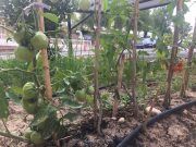 El ‘huerto terapéutico’ del Hospital de Elda cumple tres años El 'huerto terapéutico' para pacientes de la Unidad de Salud Mental