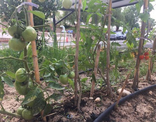 El ‘huerto terapéutico’ del Hospital de Elda cumple tres años El 'huerto terapéutico' para pacientes de la Unidad de Salud Mental