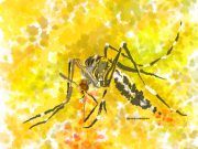 Sanidad destina 350.000 euros en ayudas a municipios para el tratamiento de lucha contra el mosquito tigre en la Comunitat Valenciana Mosquito tigre