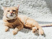 Campaña de esterilización de 200 gatos de colonias urbanas en Elda subvencionada por la Diputación de Alicante Gato romano