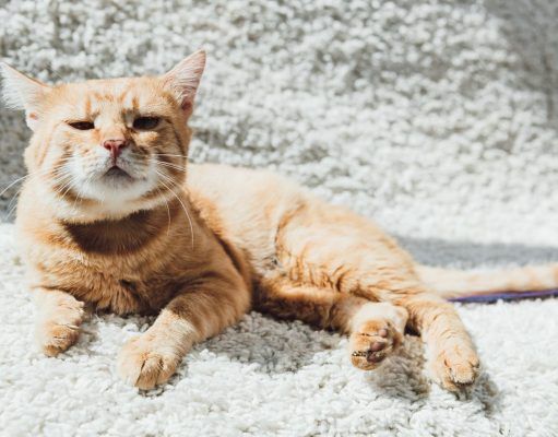 Campaña de esterilización de 200 gatos de colonias urbanas en Elda subvencionada por la Diputación de Alicante Gato romano